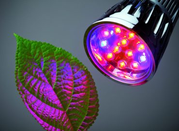 LED grow light